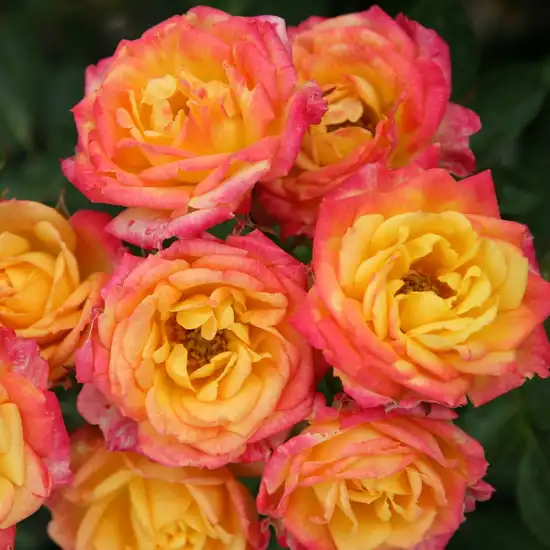 Trandafiri miniaturi / pitici - Trandafiri - Little Sunset ® - 